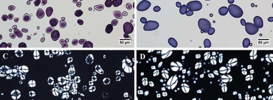 Xác định cấu trúc tinh bột bằng phương pháp kính hiển vi