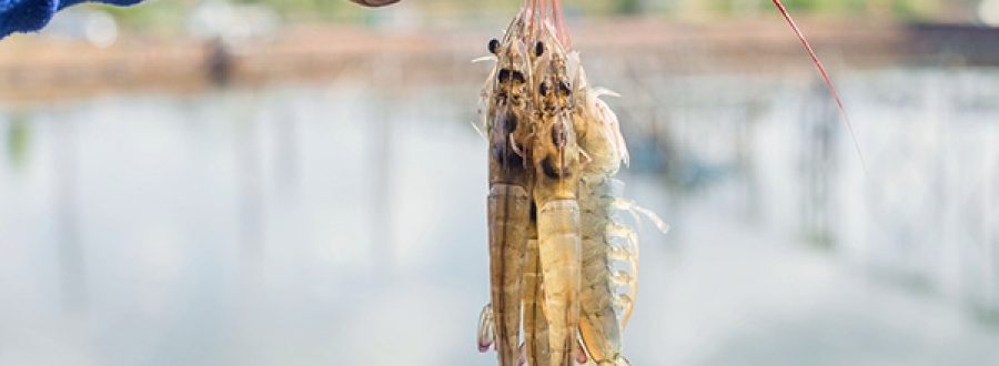 Ý nghĩa của độ mặn trong đánh bắt và nuôi trồng thủy sản